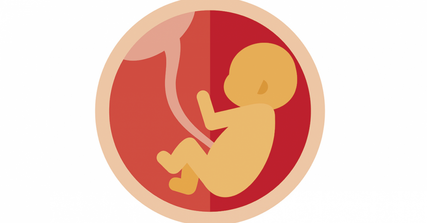 Illustratie (kleur) baby in baarmoeder