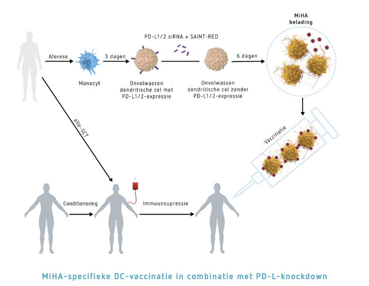 Weergave van het proces van MiHA-specifieke DC-vaccinatie in combinatie met PD-L-knockdown