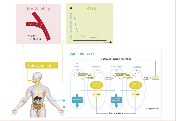 Weergave van medicijn-lichaam interactie bij toediening van hemato-oncologische middelen